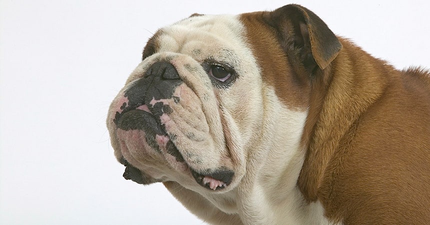 Tudo sobre a raça Bulldog Inglês